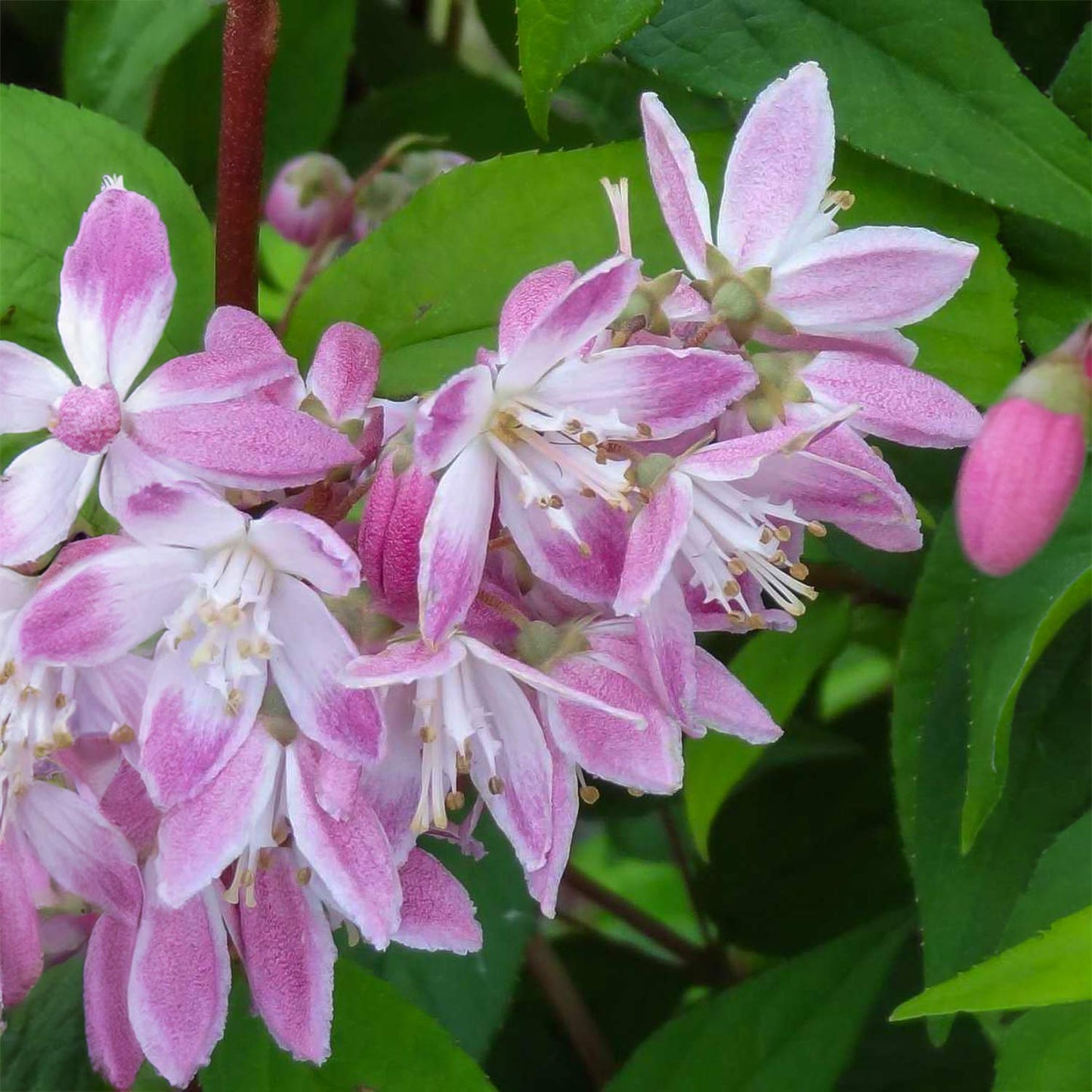 Deutzia 'Strawberry Fields'