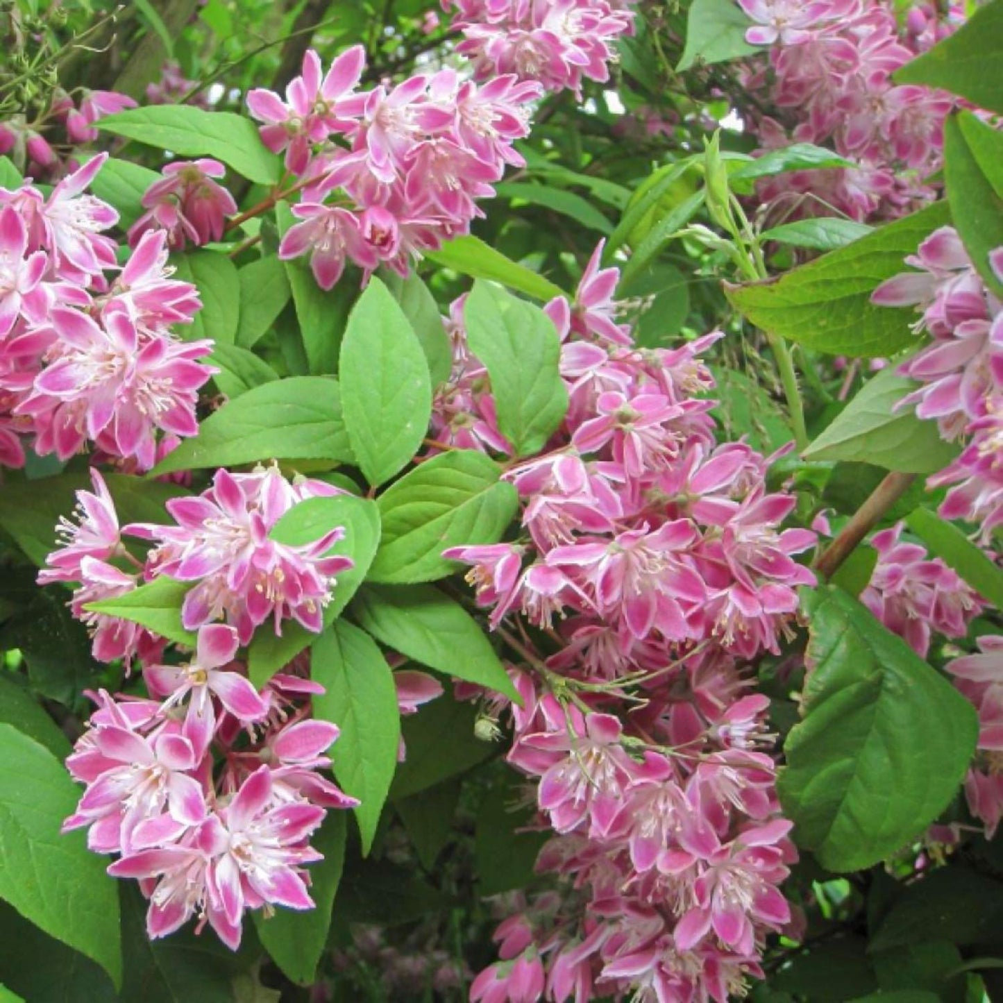 Deutzia x hybrida 'Strawberry Fields'
