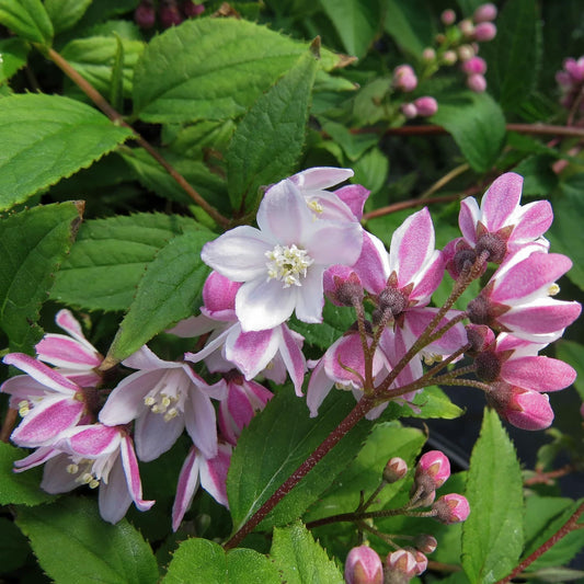 Deutzia × rosea 'Yuki Cherry Blossom'