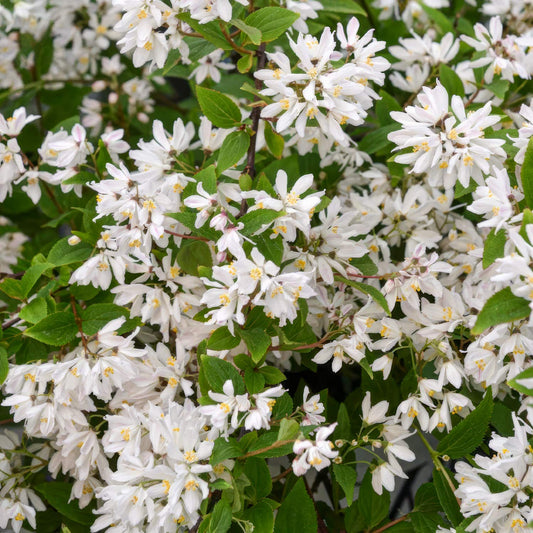 Deutzia x rosea 'Yuki Snowflake'. Close-up of white flowers with green leaves