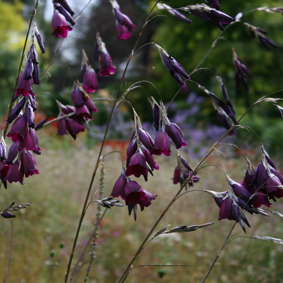 Dierama pulcherrimum 'Blackbird'