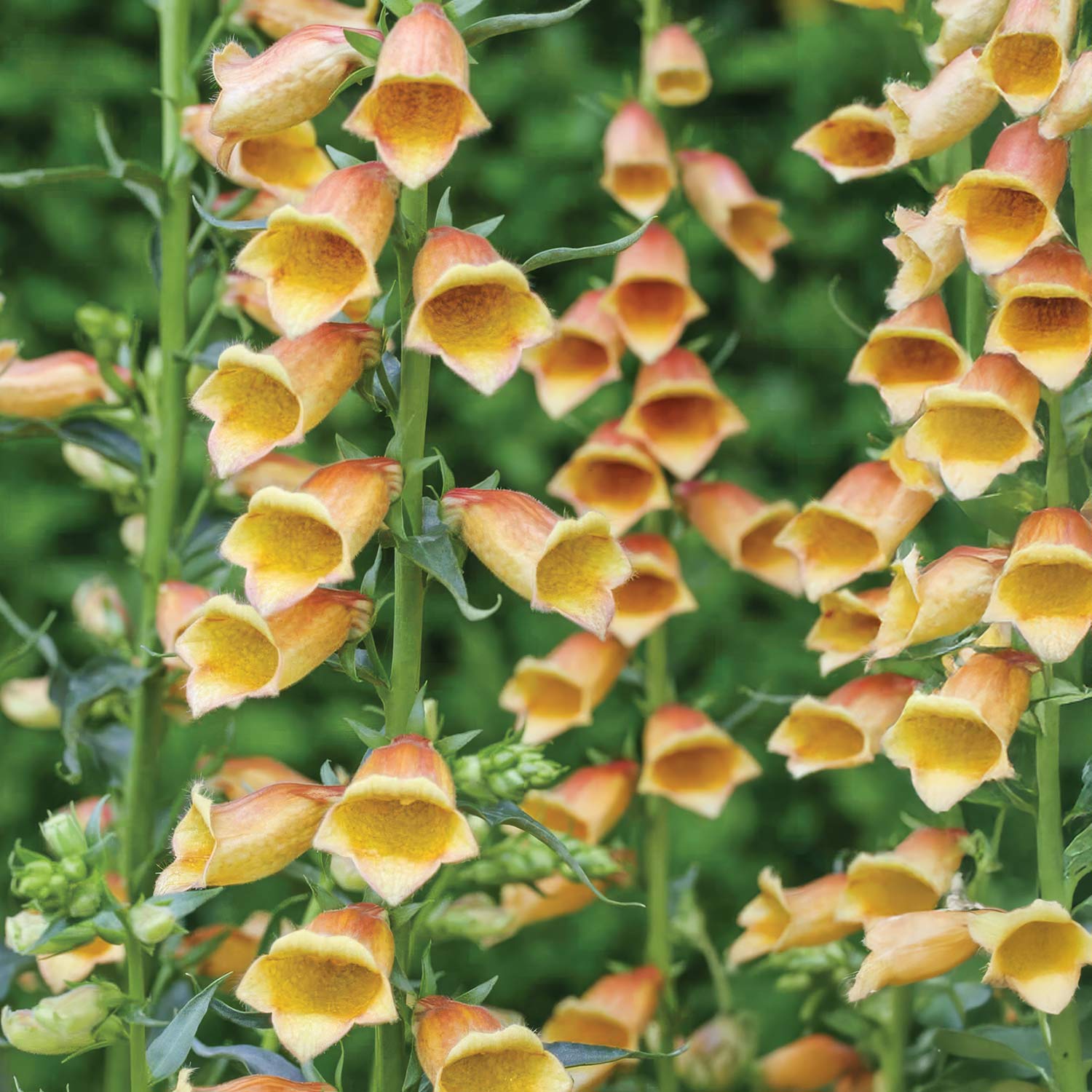 Digitalis 'Goldcrest'