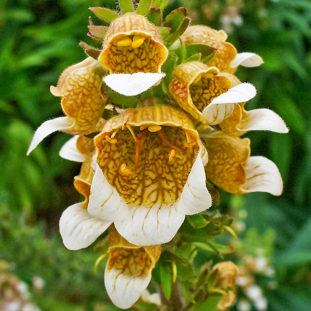 Digitalis lanata