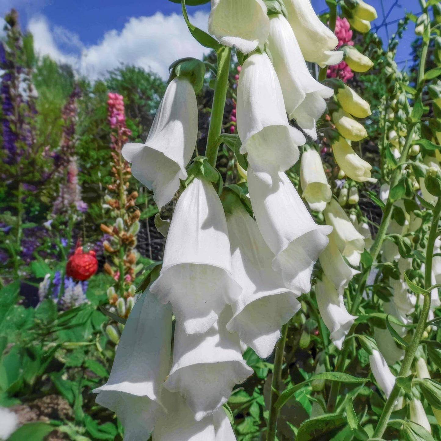 Digitalis purpurea 'Snow Thimble'