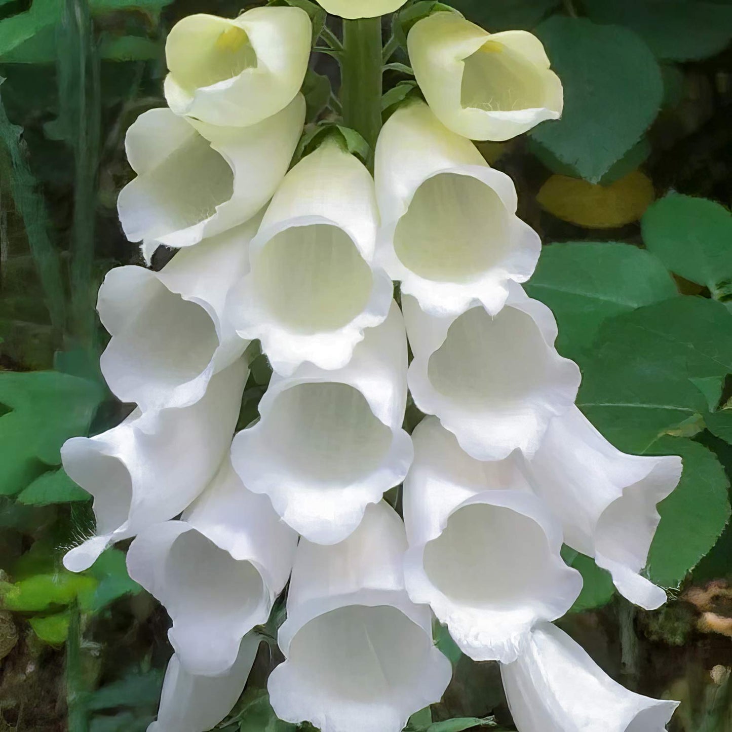 Digitalis purpurea 'Snow Thimble'