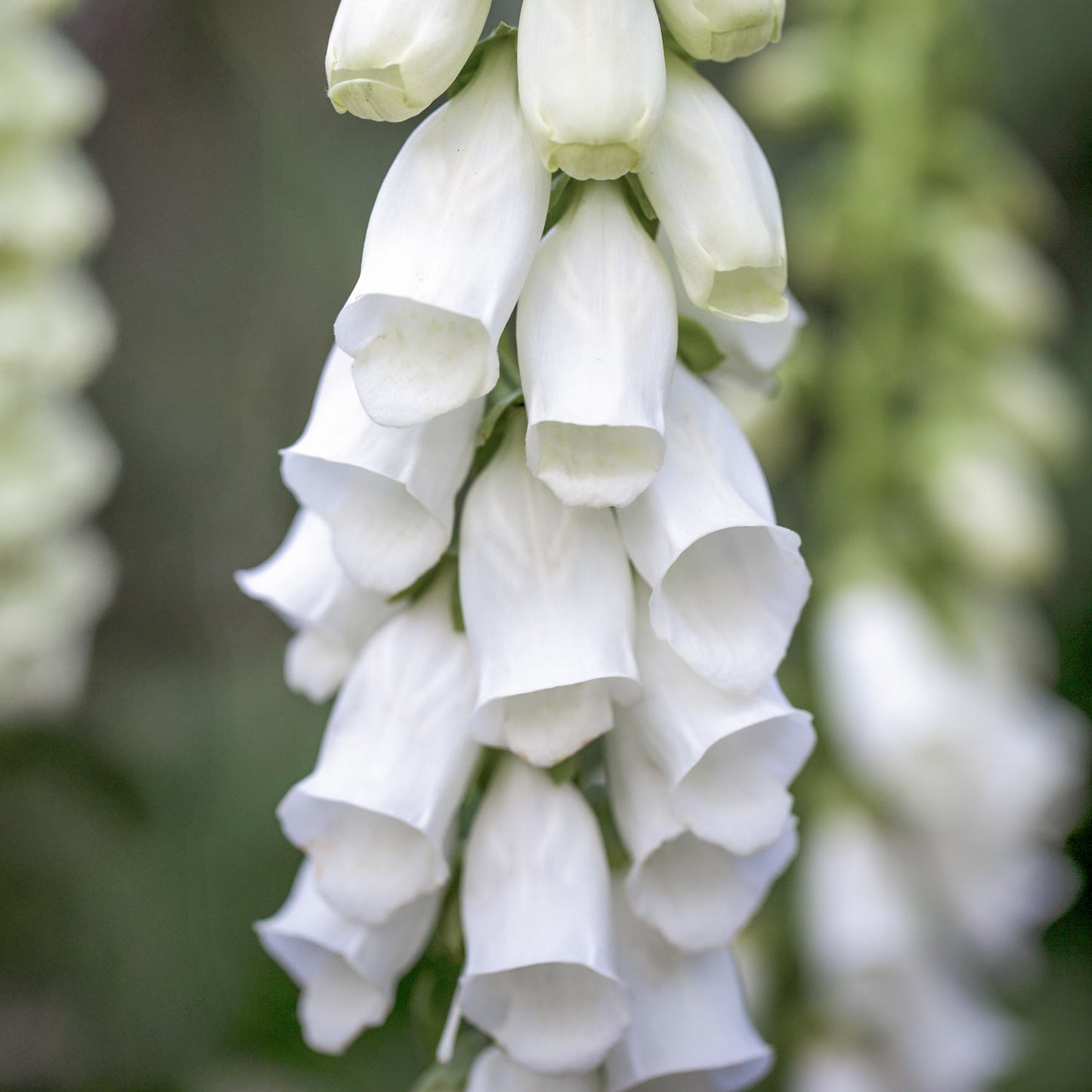 Digitalis purpurea 'Snow Thimble'
