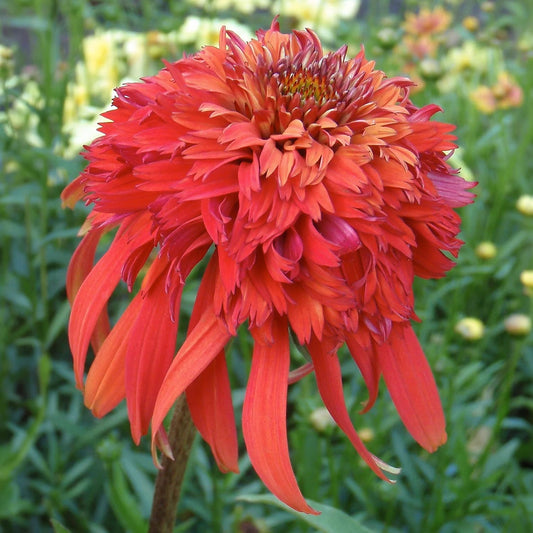 Echinacea 'Hot Papaya' (Cone-fections Series). Close-up of a vibrant orange-red flower with a green blurred background