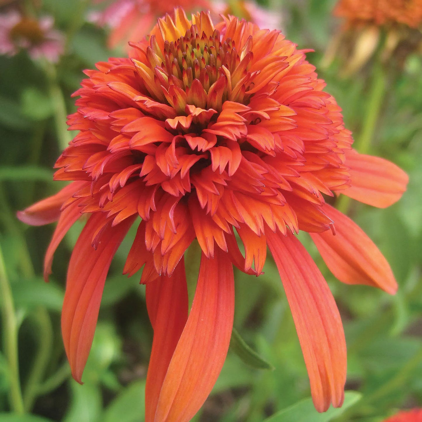 Echinacea 'Hot Papaya' (Cone-fections Series)