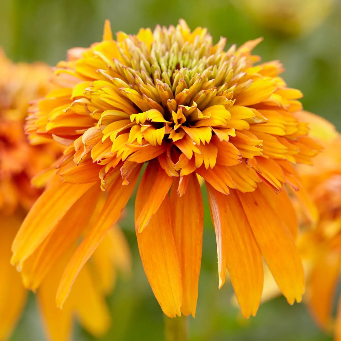 Echinacea 'Marmalade'