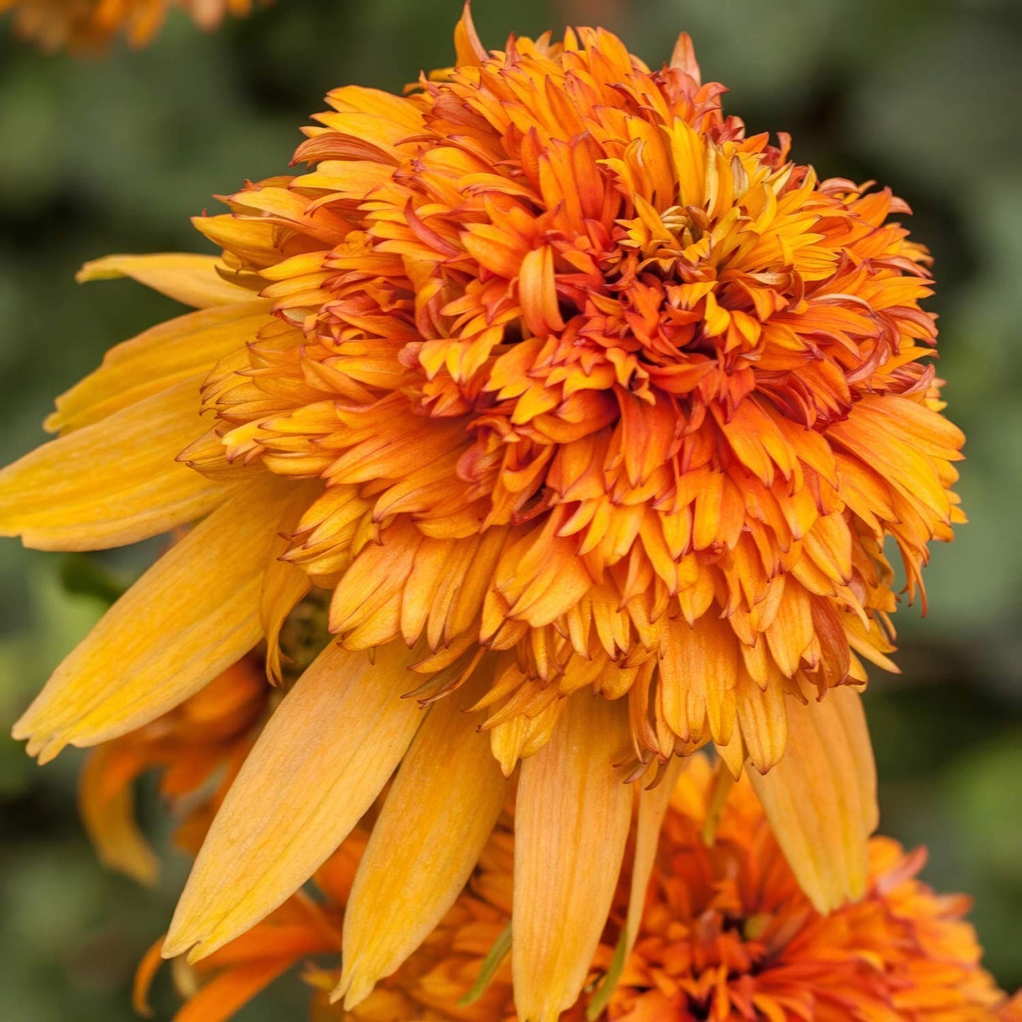 Echinacea 'Marmalade'
