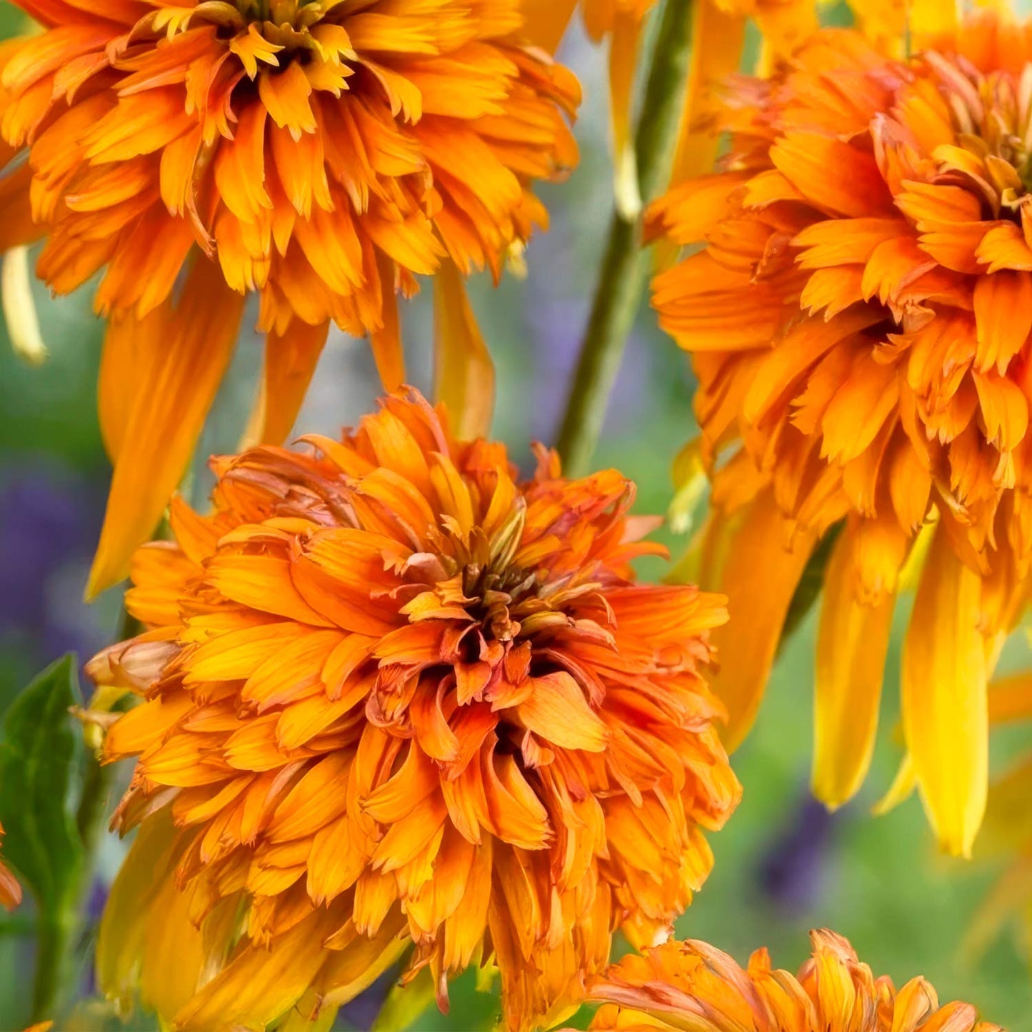 Echinacea 'Marmalade'