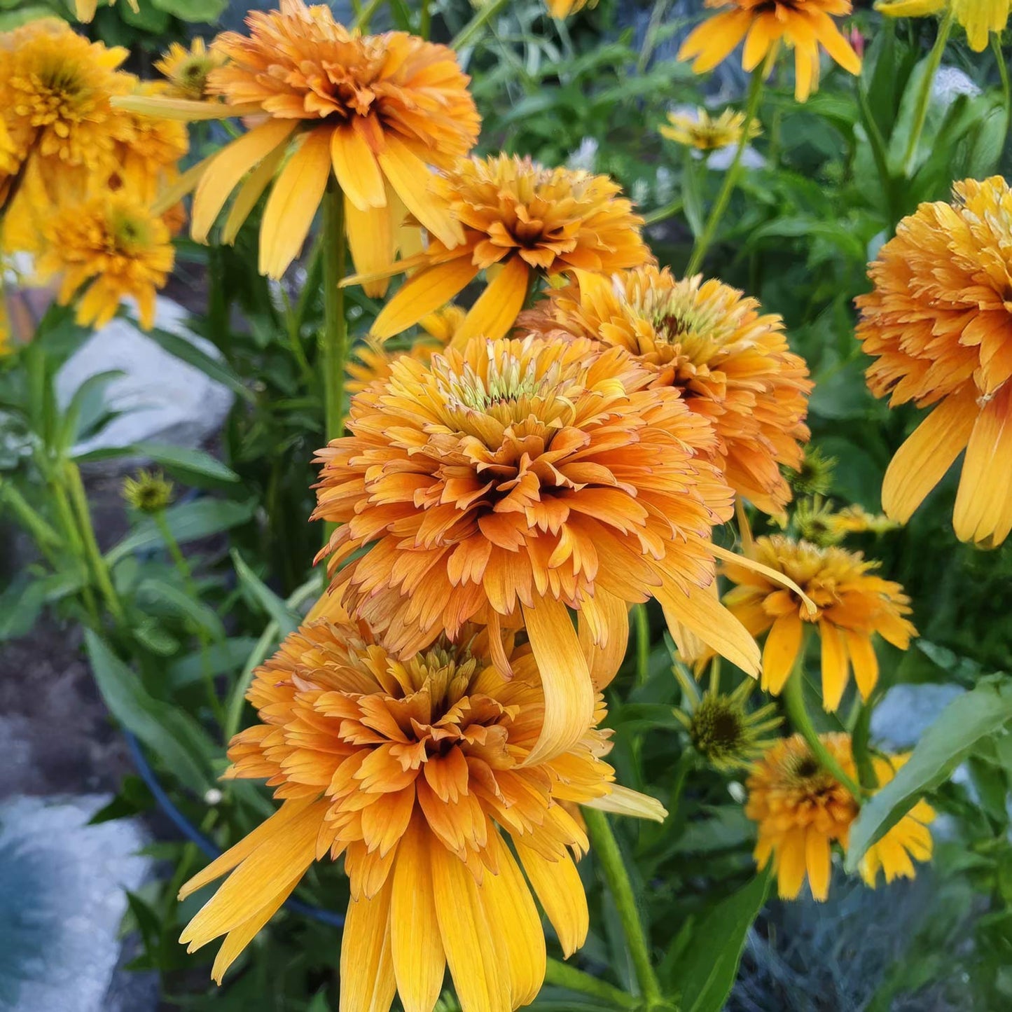 Echinacea 'Marmalade'