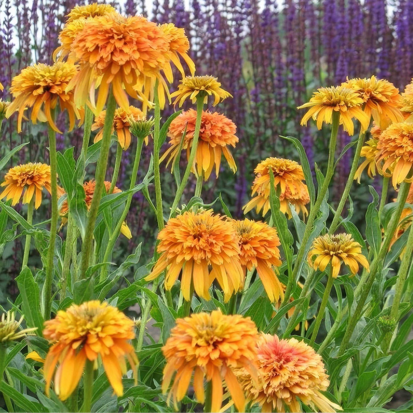 Echinacea 'Marmalade'