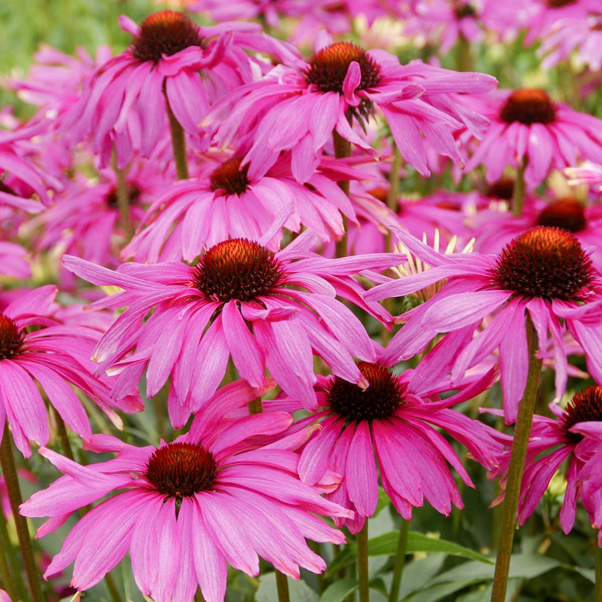 Echinacea 'Purple Emperor'