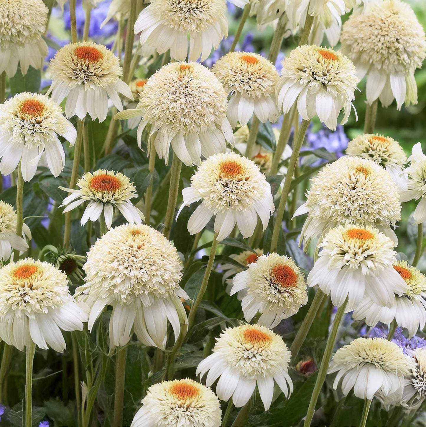 Echinacea purpurea 'Milkshake'