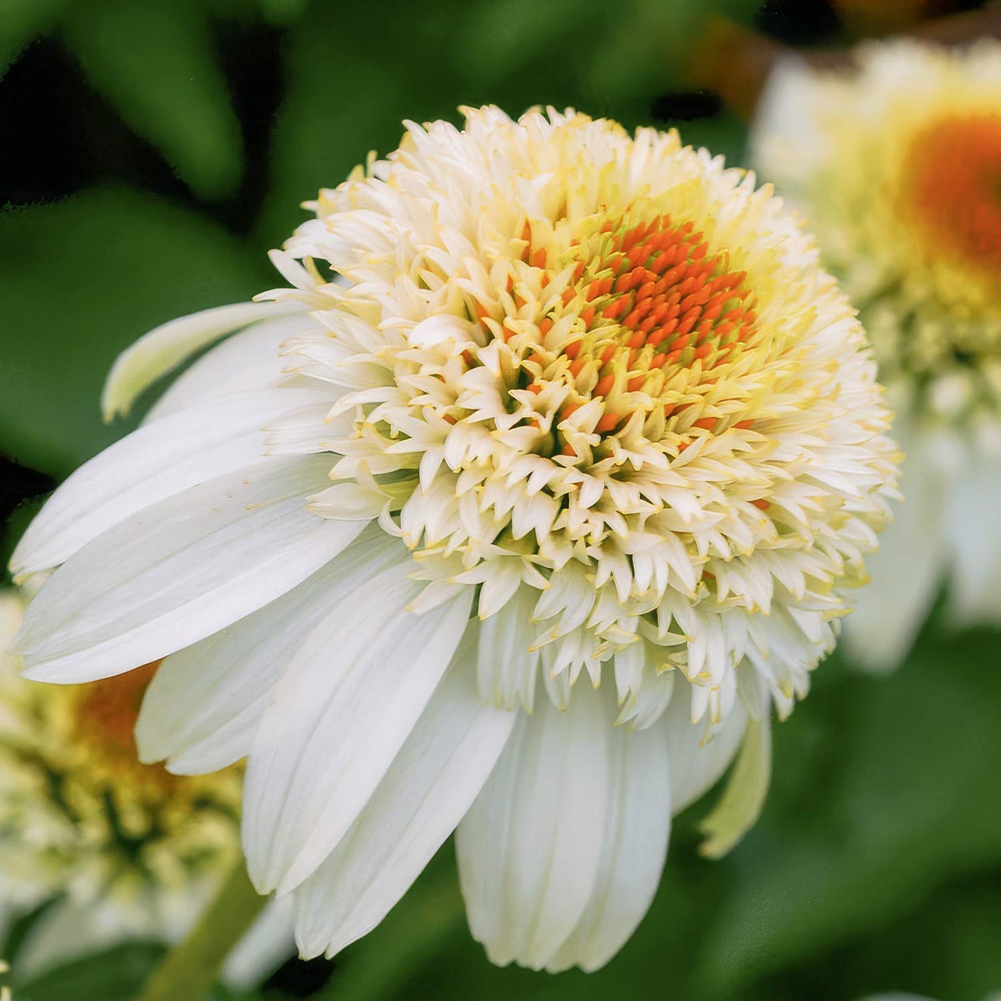Echinacea purpurea 'Milkshake'