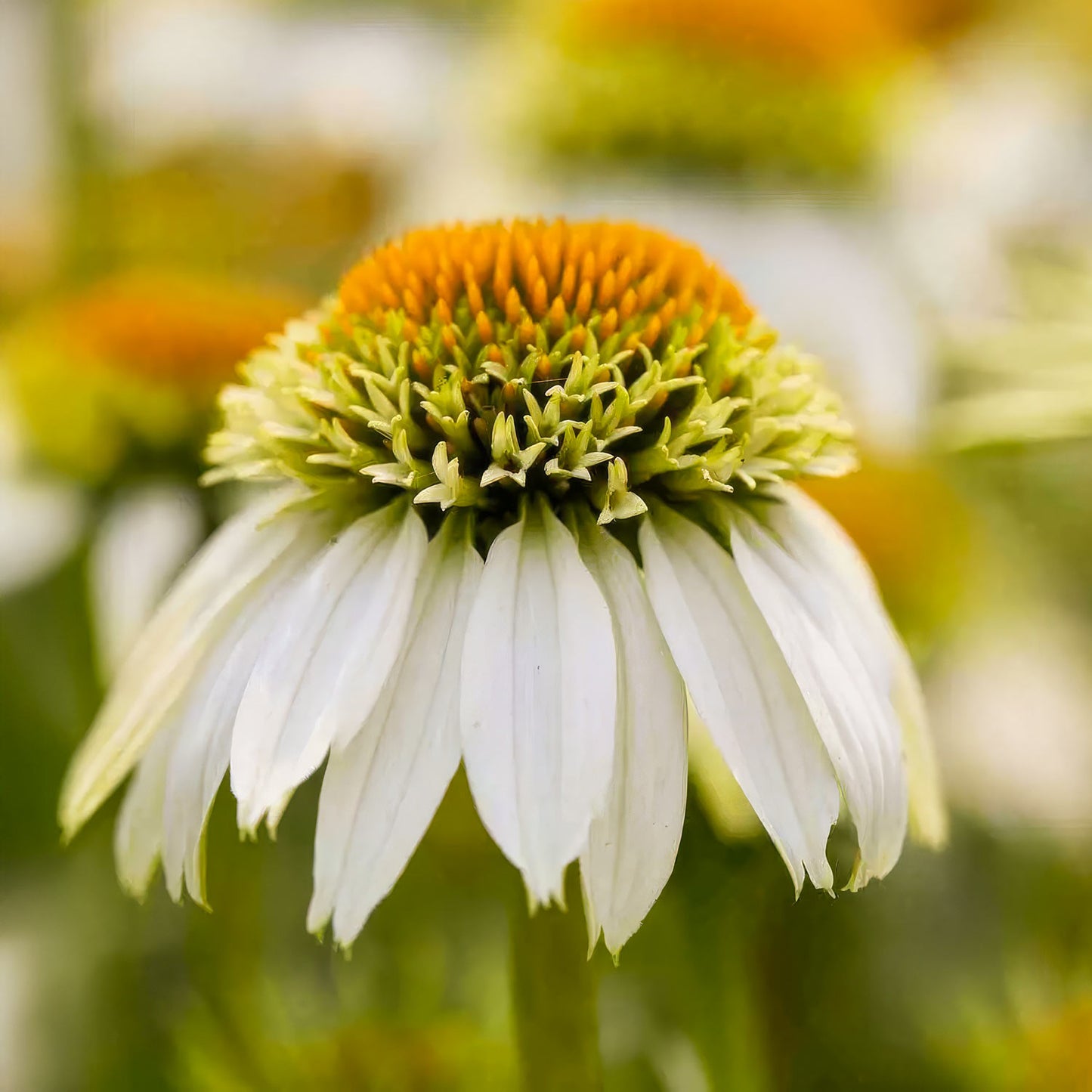 Echinacea purpurea 'Milkshake'