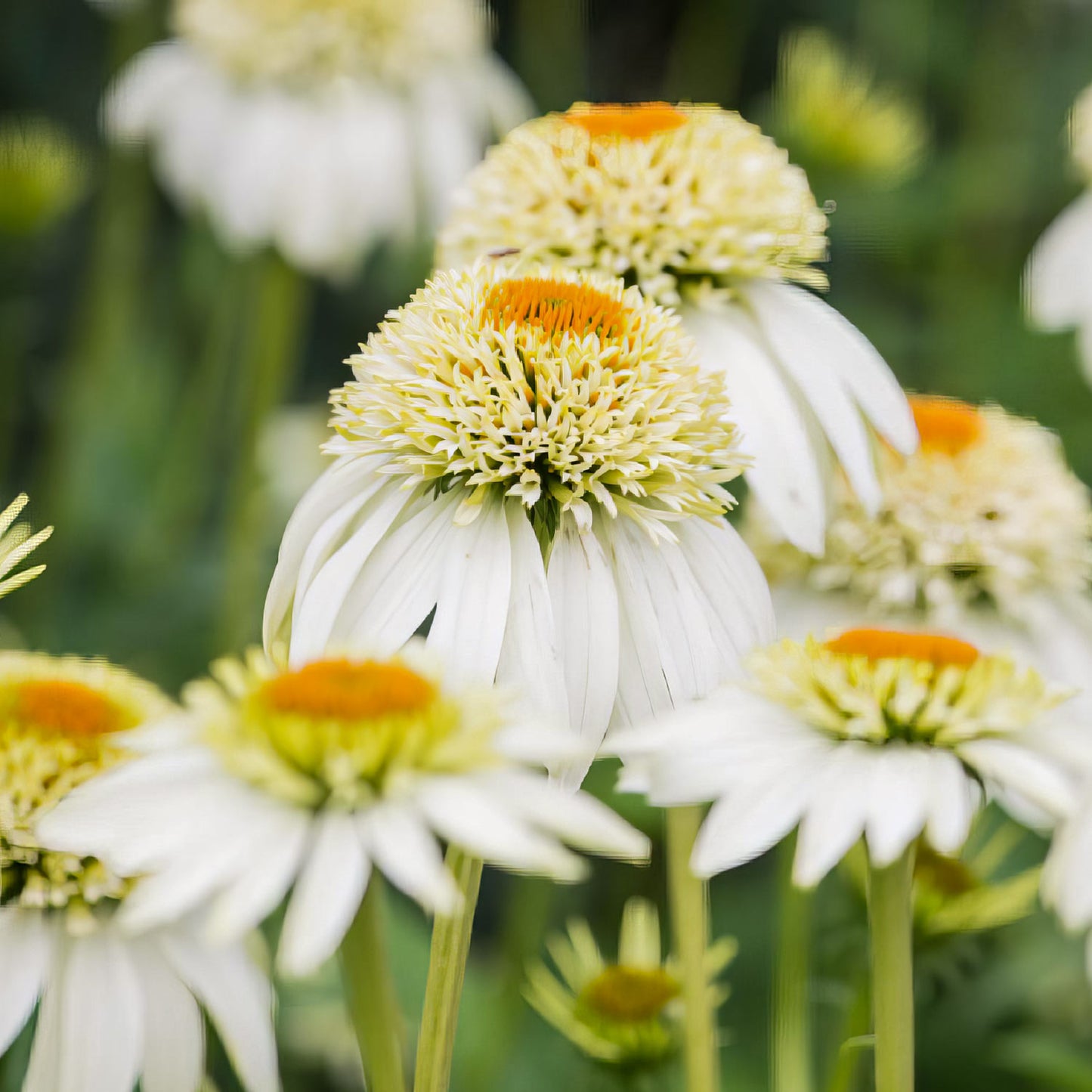 Echinacea purpurea 'Milkshake'