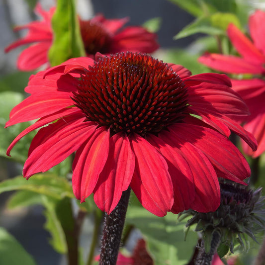 Echinacea 'SunSeekers Red'. Close-up of a red flower with a blurred green background