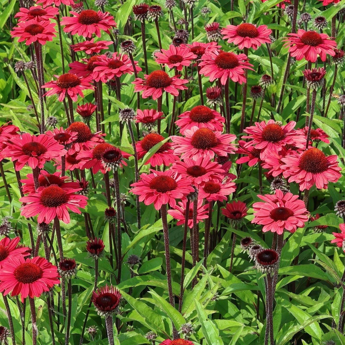 Echinacea 'SunSeekers Red'