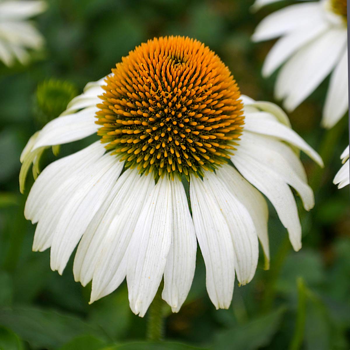 Echinacea 'White Meditation'