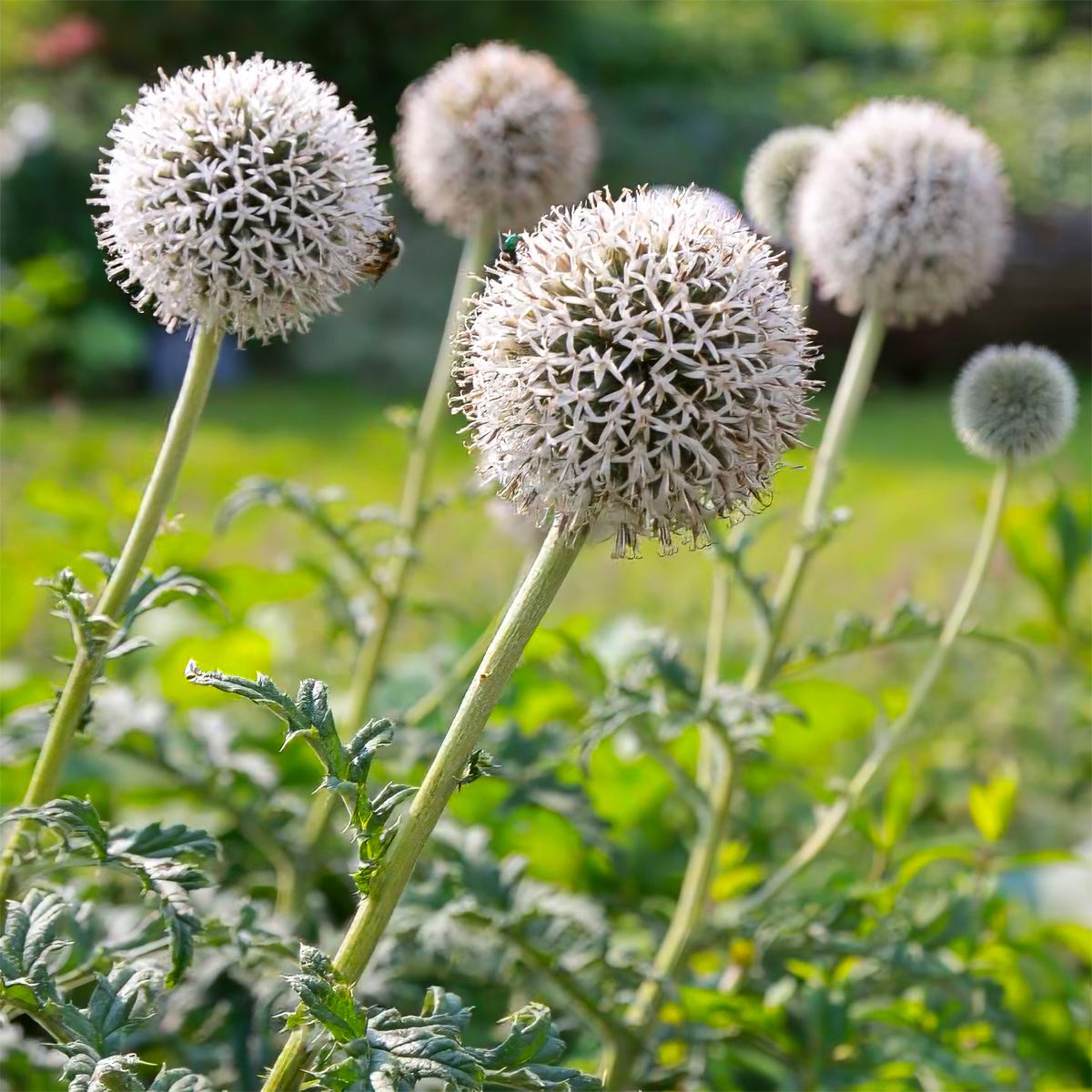 Echinops sphaerocephalus 'Arctic Glow'