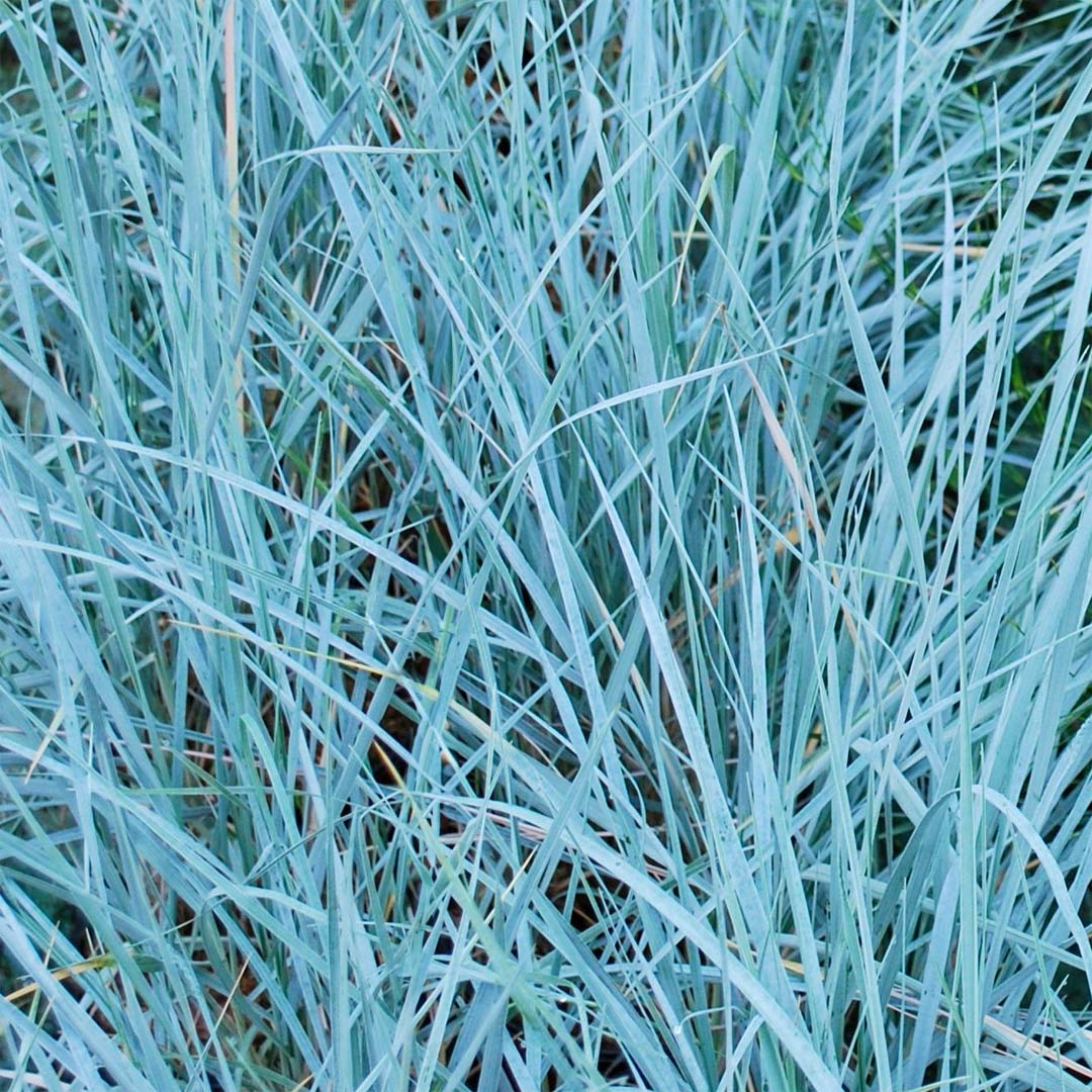 Elymus magellanicus