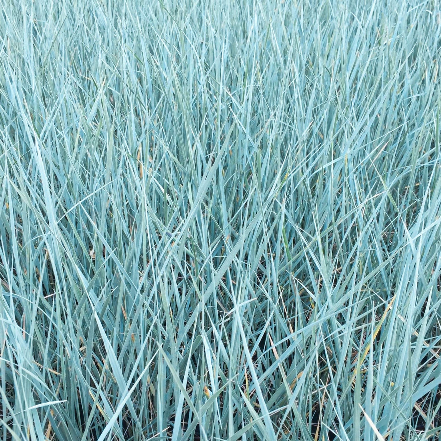 Elymus magellanicus