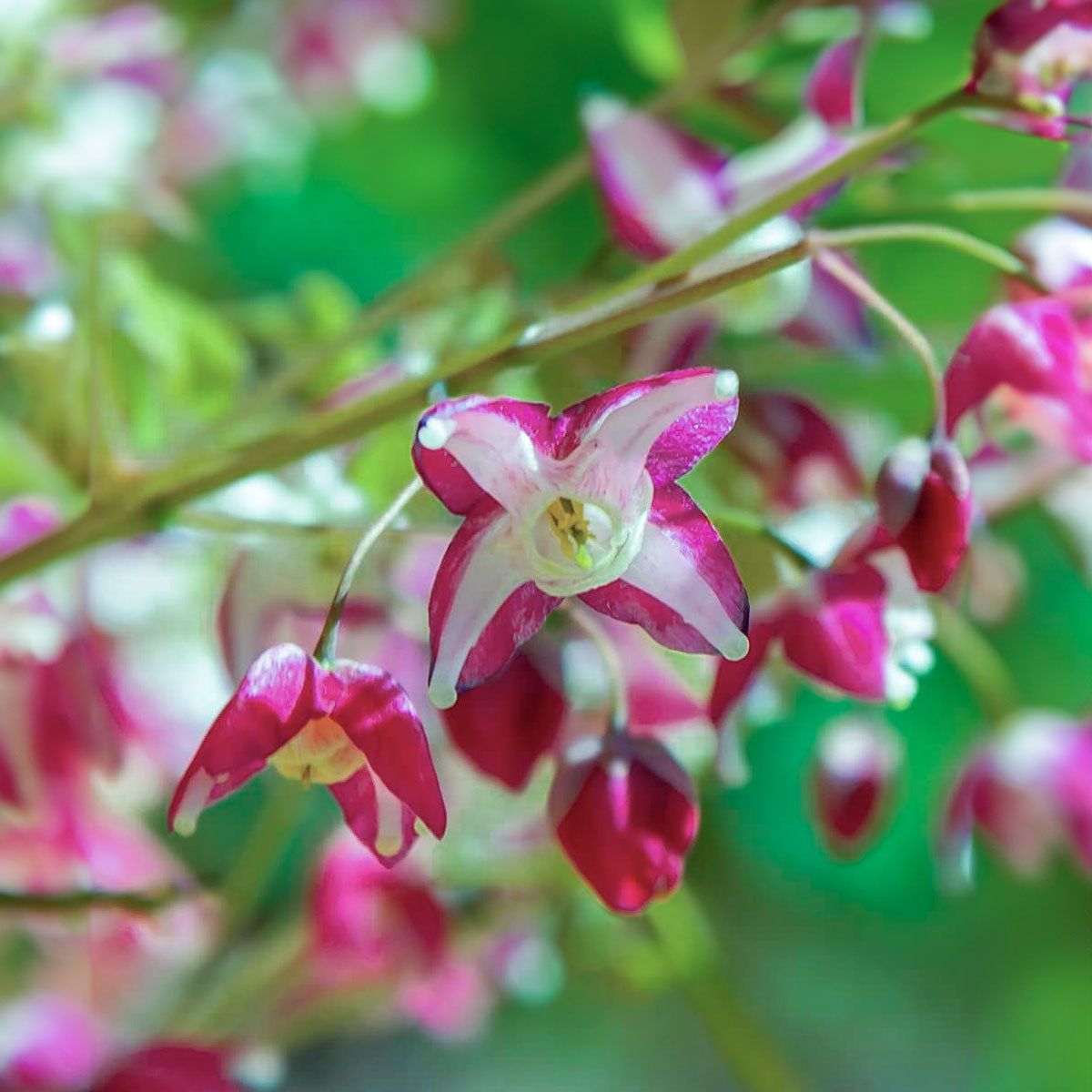 Epimedium x rubrum