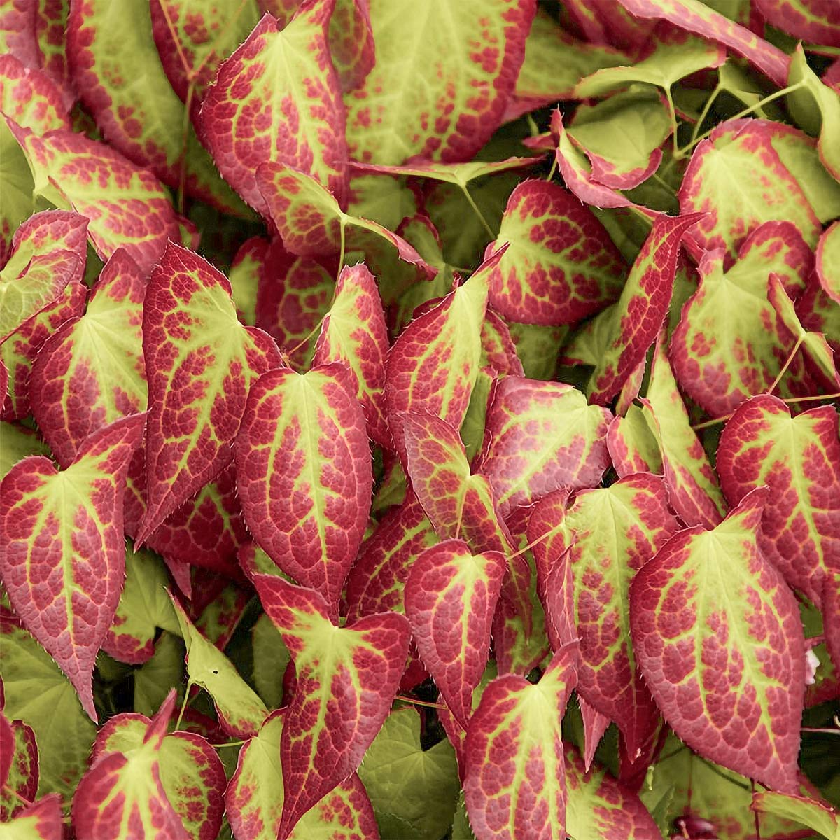 Epimedium x rubrum