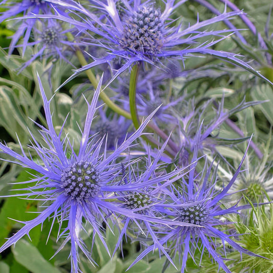 Eryngium x olivierianum 'Pen Blue'. Close-up of blue sea holly flowers with spiky violet-blue petals and green foliage.