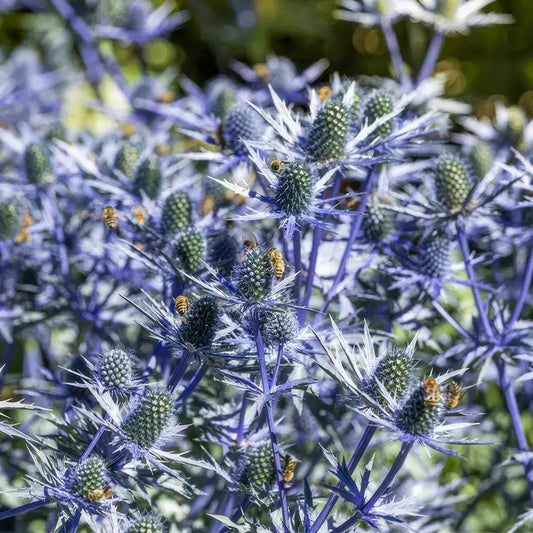 Eryngium planum 'Magical Anita'