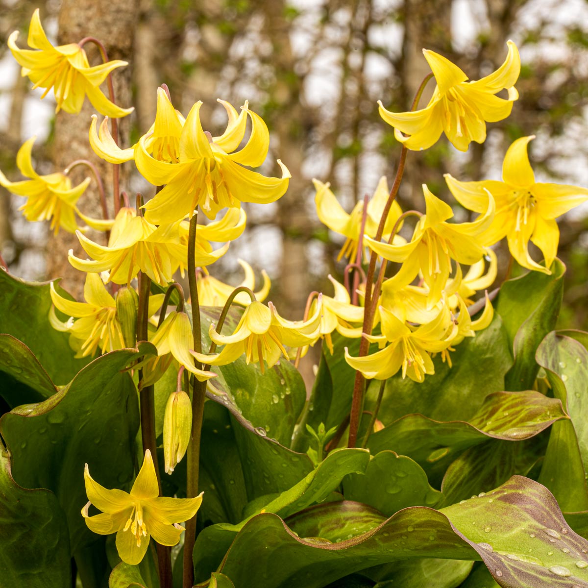 Erythronium 'Pagoda' in the Country Paradise Garden at Barnsdale Gardens