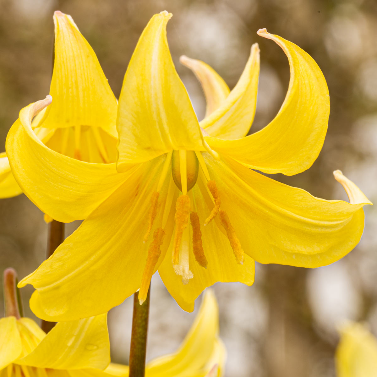 Erythronium 'Pagoda' flower close up
