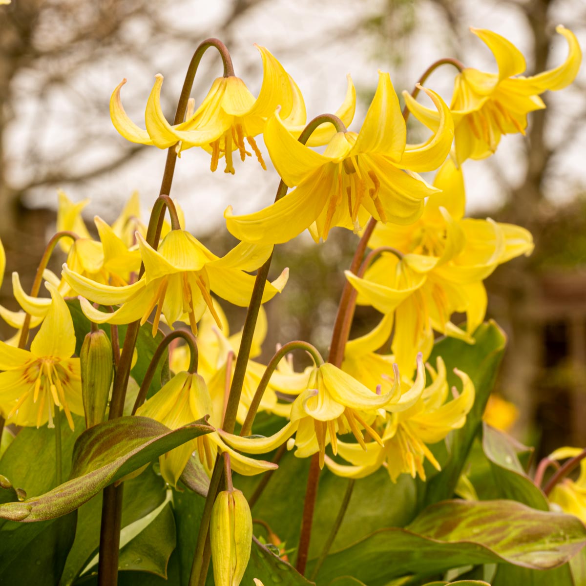 Erythronium 'Pagoda' in the Country Paradise Garden at Barnsdale Gardens