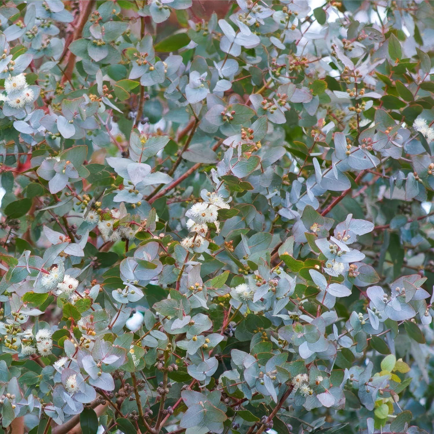 Eucalyptus gunnii 'Azura'