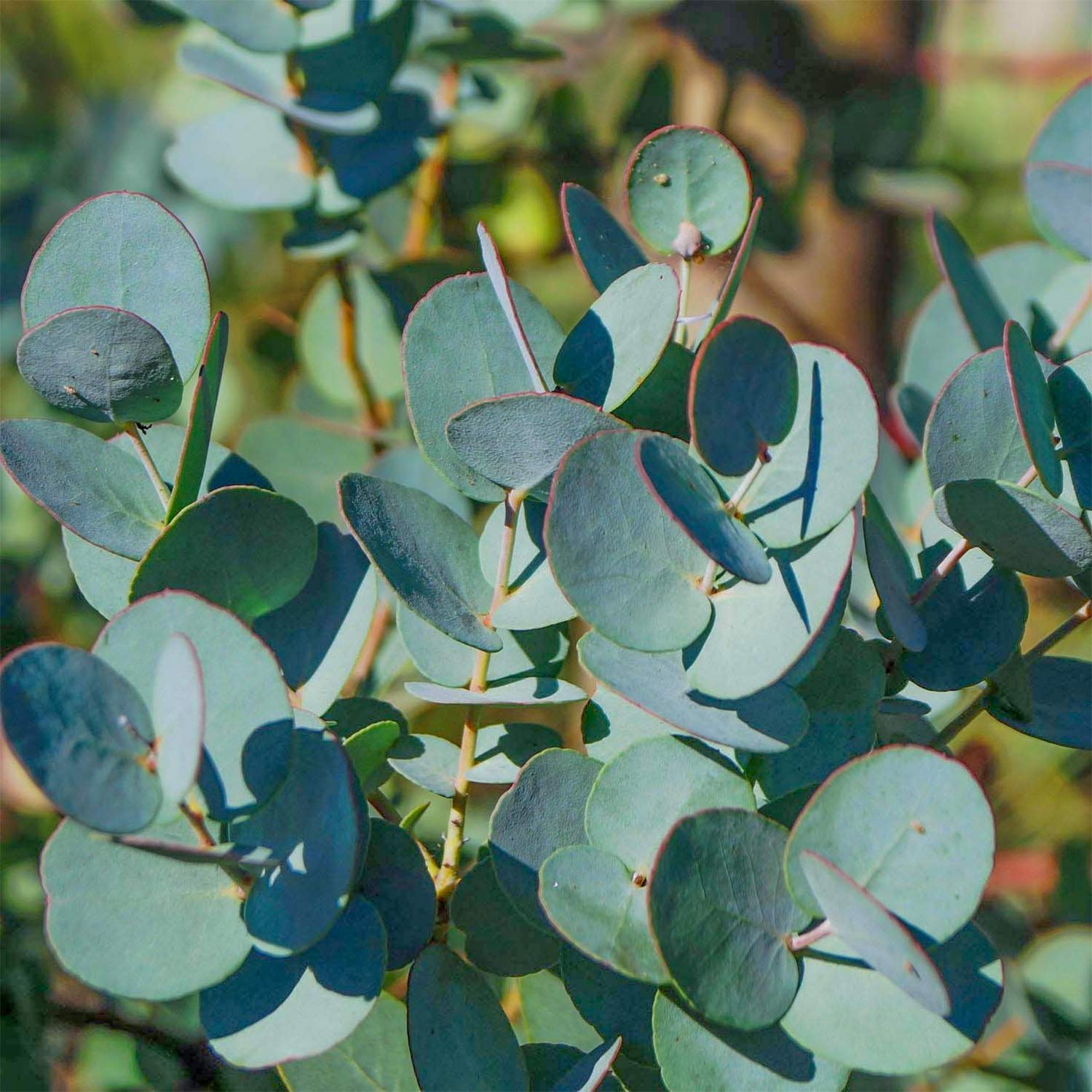 Eucalyptus gunnii 'Azura'