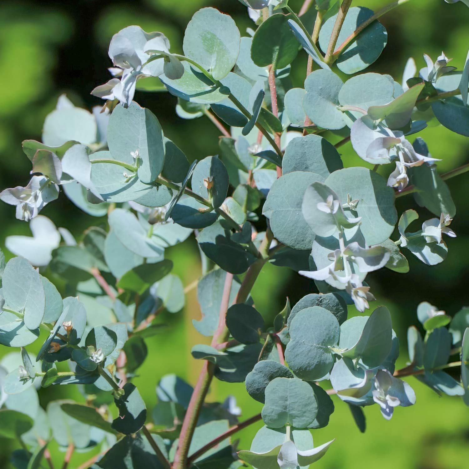 Eucalyptus gunnii 'Azura'