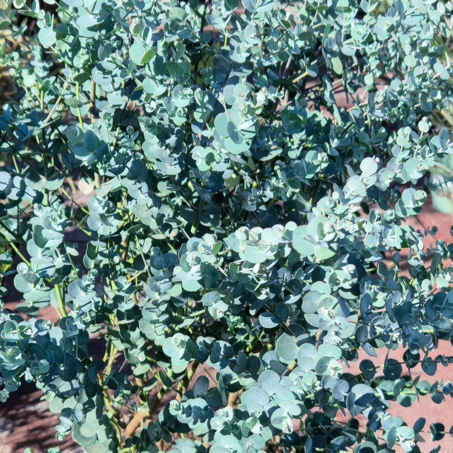 Eucalyptus gunnii 'Azura'