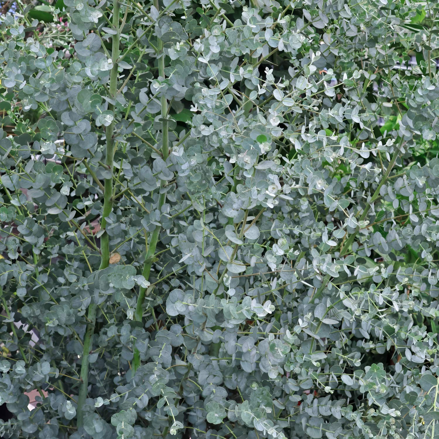 Eucalyptus gunnii 'Azura'