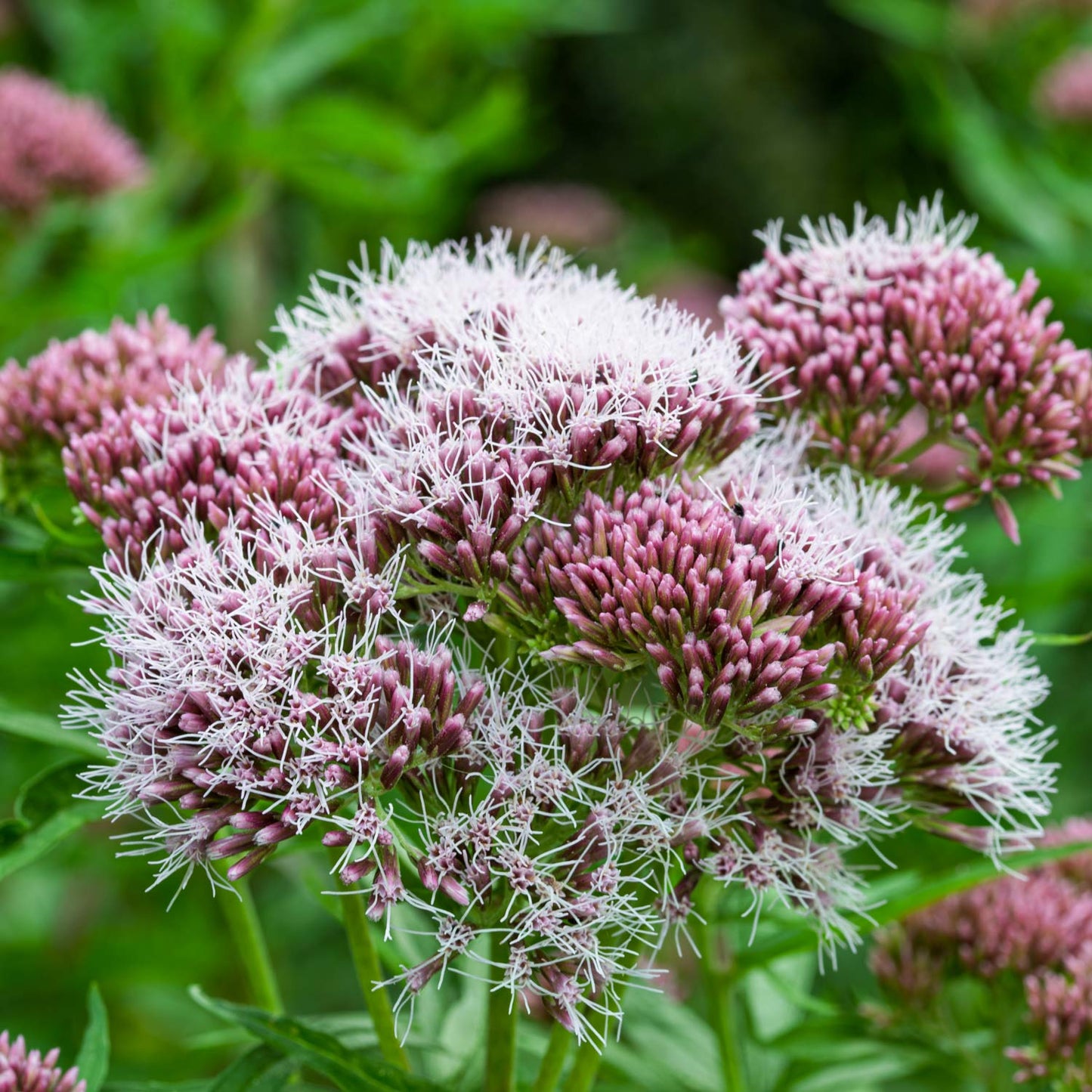 Eupatorium cannabinum