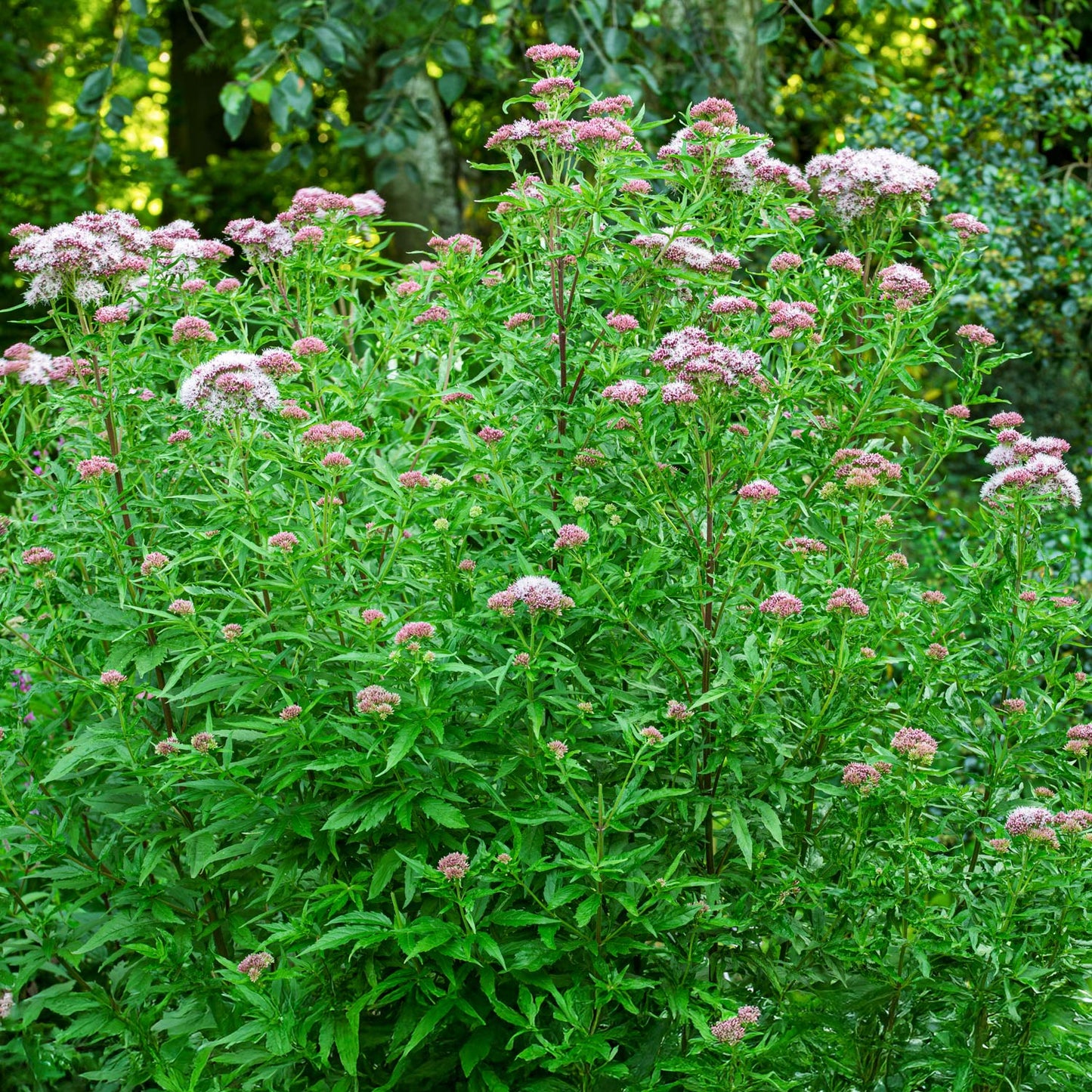Eupatorium cannabinum