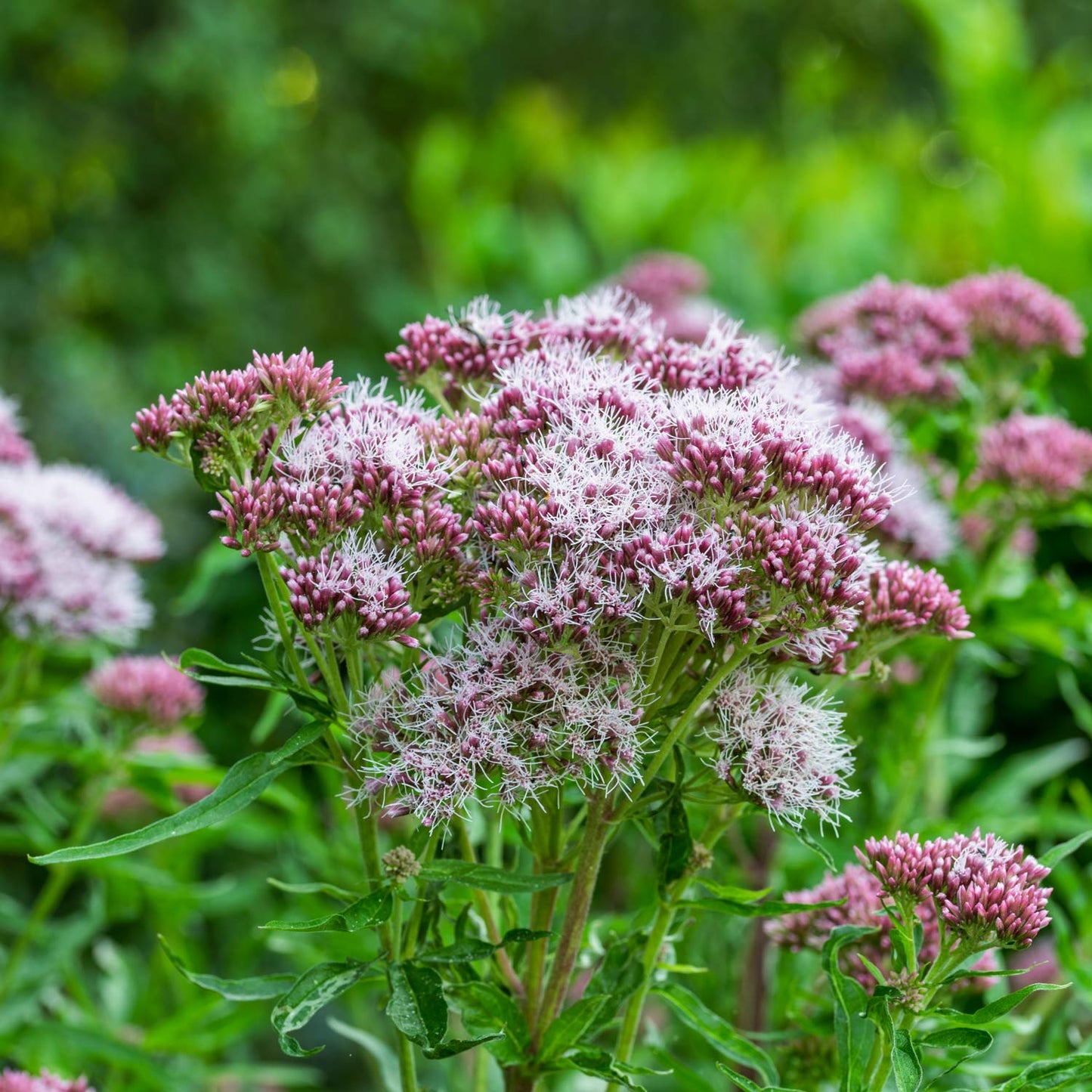 Eupatorium cannabinum