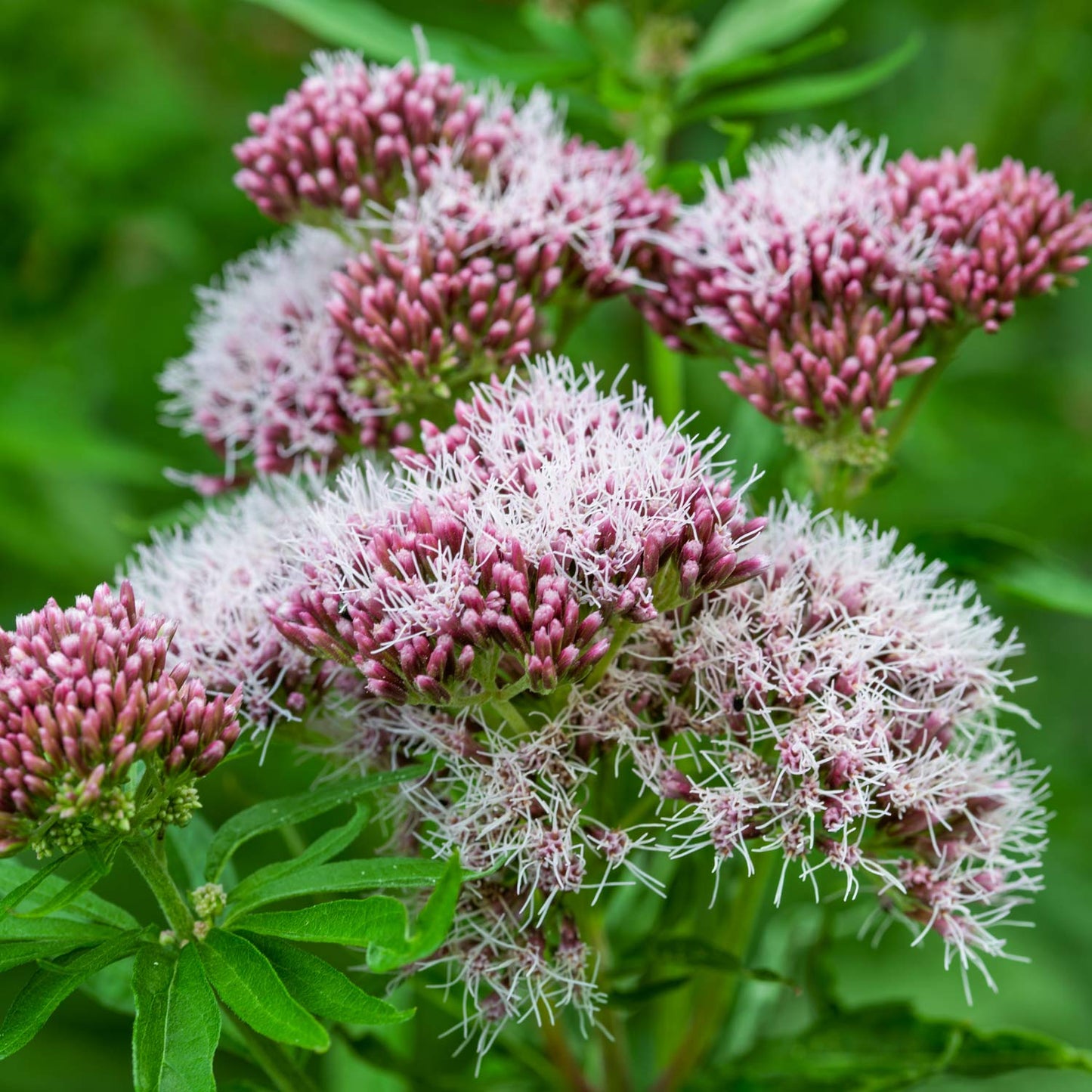 Eupatorium cannabinum