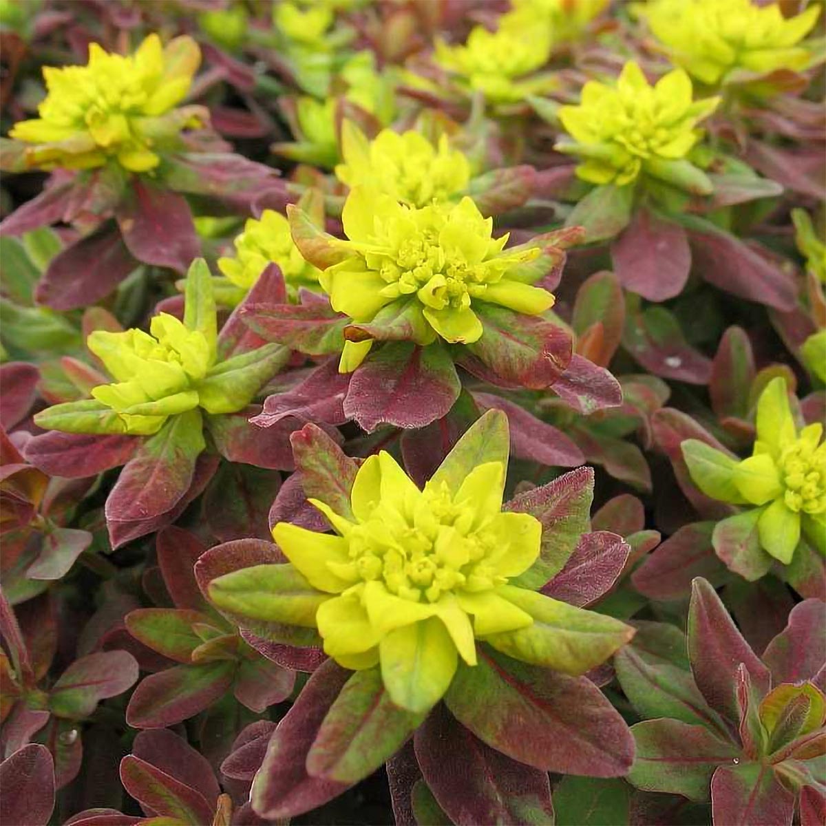 Euphorbia epithymoides 'Bonfire'