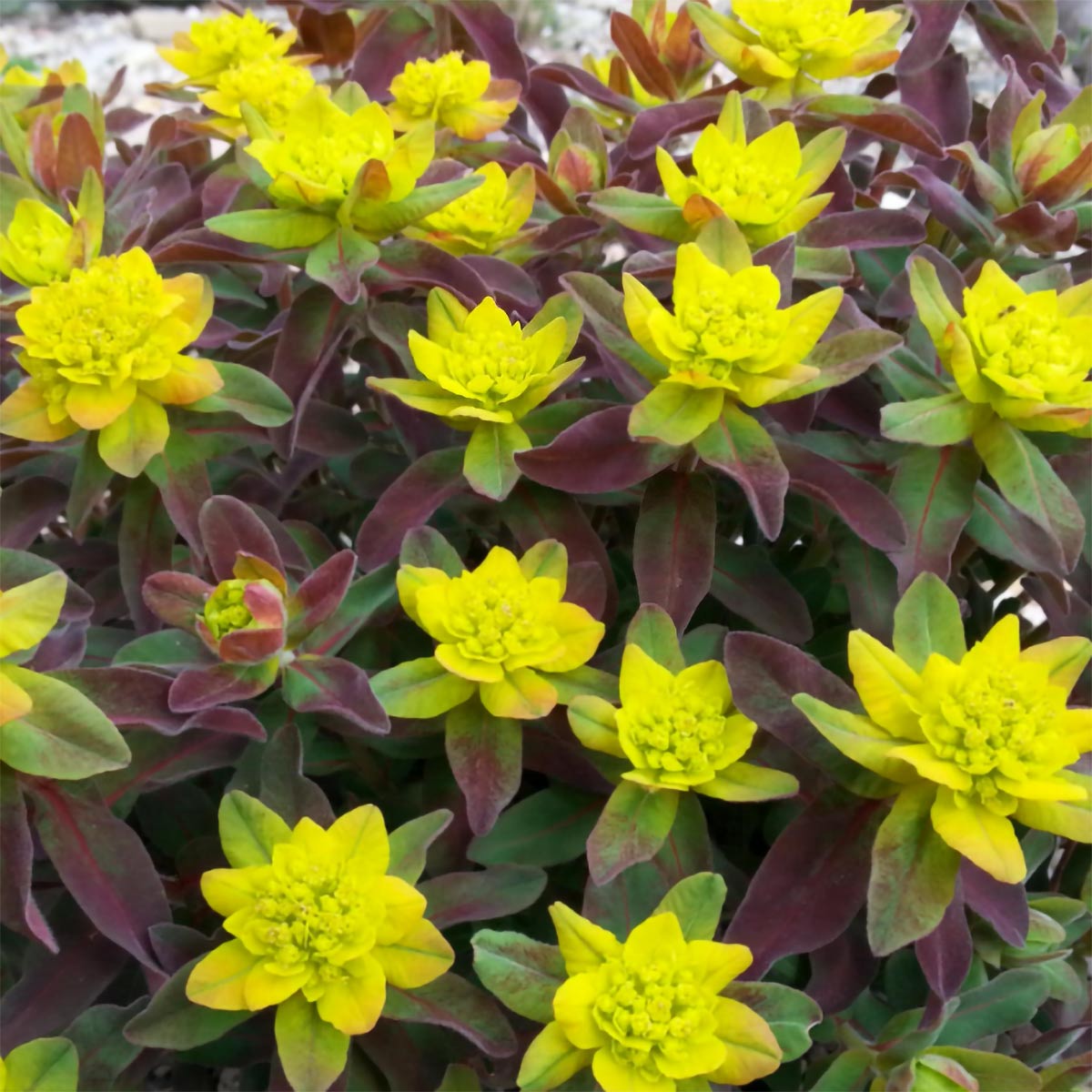 Euphorbia epithymoides 'Bonfire'