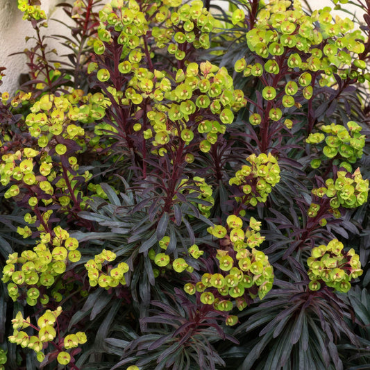 Euphorbia 'Miners Merlot'