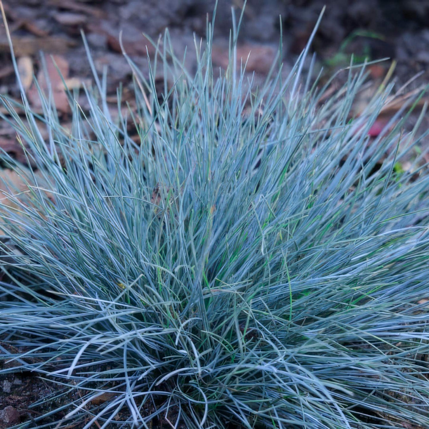 Festuca glauca 'Elijah Blue'