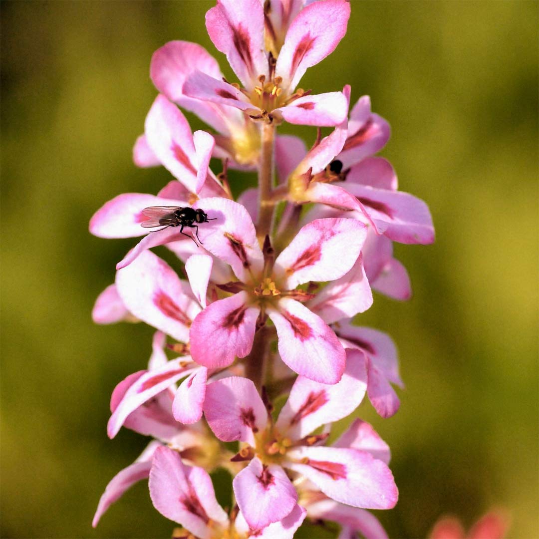 Francoa sonchifolia 'Pink Giant'