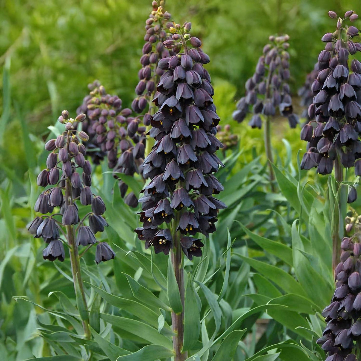 Fritillaria persica
